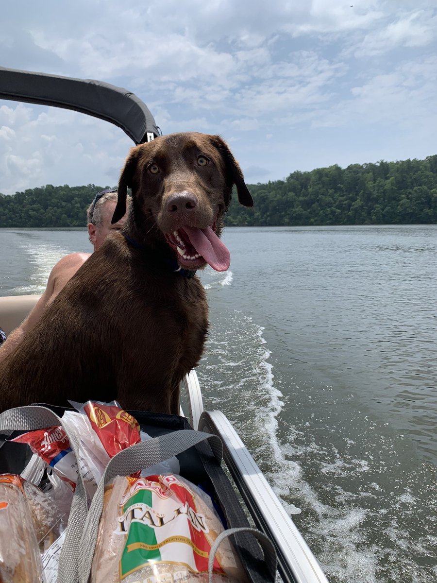 HariDanielle's tweet photo. National dog day! Charlie boy is the goodest boy 🐶💙 #lifeatatt https://t.co/clTOOMJWwR