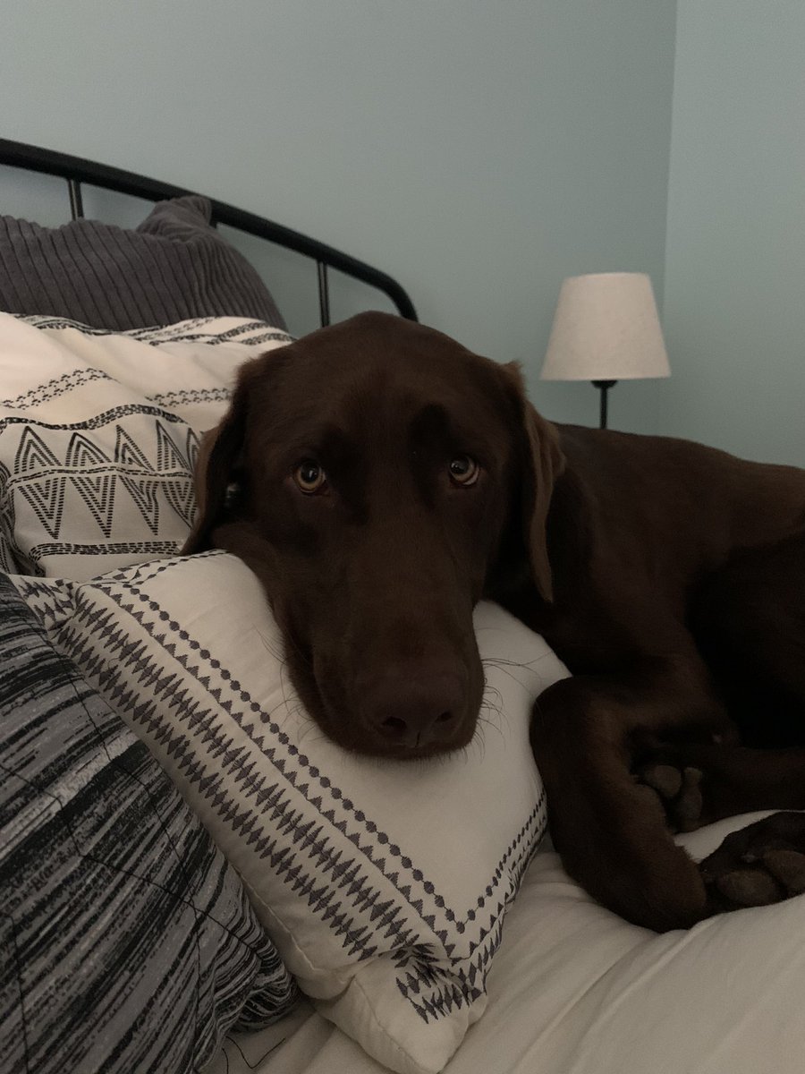 HariDanielle's tweet photo. National dog day! Charlie boy is the goodest boy 🐶💙 #lifeatatt https://t.co/clTOOMJWwR