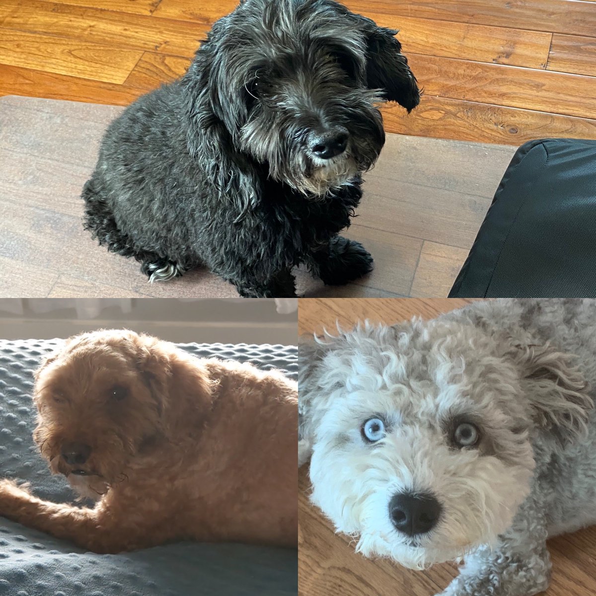 RCCCEdmonton's tweet photo. August 26th is International Dog Day! Today, we celebrate all of our four-legged, furry best friends. Do you have a dog? Share their photo below! 🐶 

#InternationalDogDay #NationalDogDay #RIGHTCHOICECamps #OfficeDogs #DogsMakeLifeBetter https://t.co/Frr51adQ85