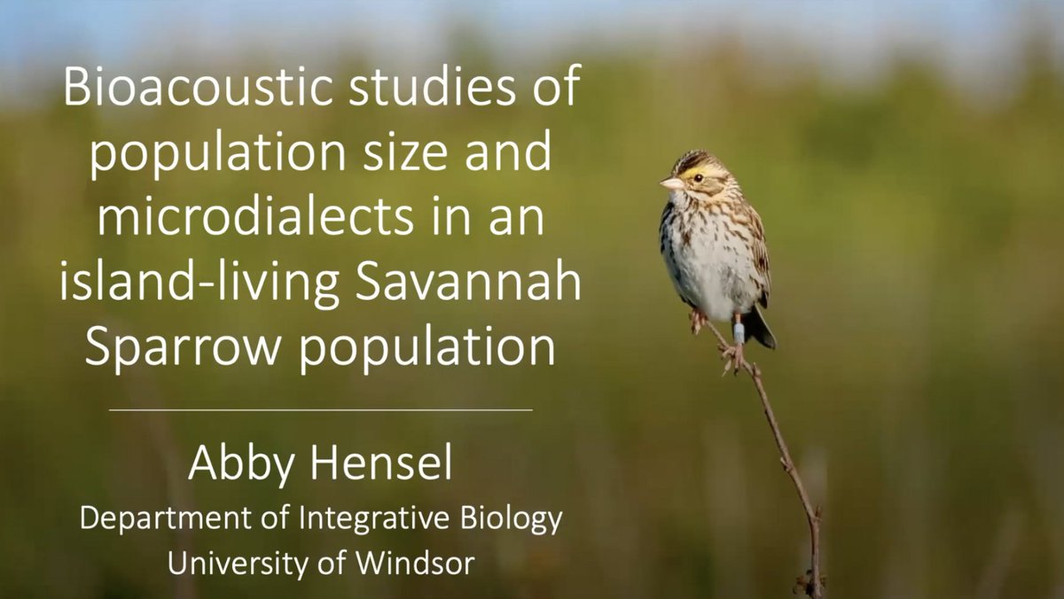 Today <a href="/Hensel_Abby/">Abby Hensel</a> successfully defended her Master's thesis! I'm  very proud of Abby: her two-chapter Neuroscience &amp; Behaviour MSc thesis explores bioacoustics and geographic variation in Savannah Sparrows. Congratulations Abby! 🎤🐦
