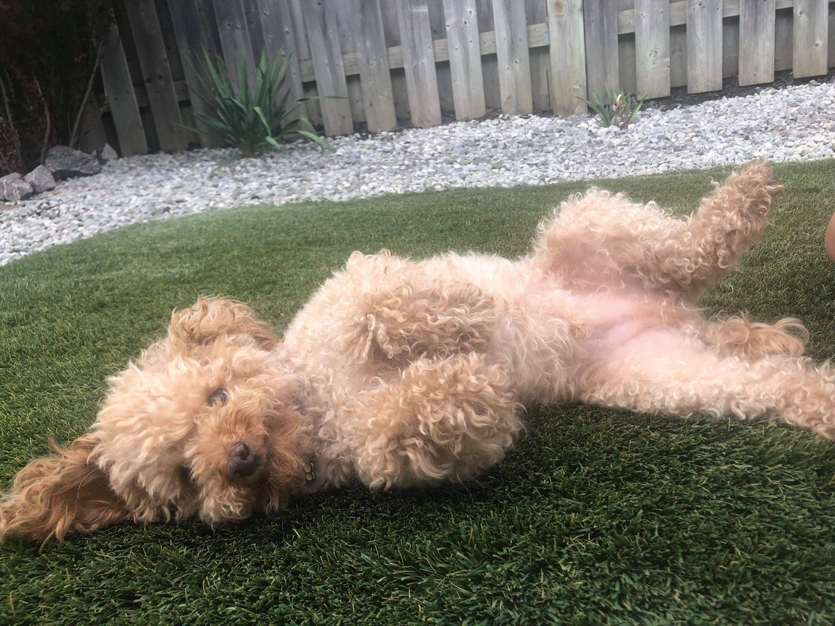 ZammanJoe's tweet photo. Happy National Dog Day! https://t.co/LBIHZnN2Rk
