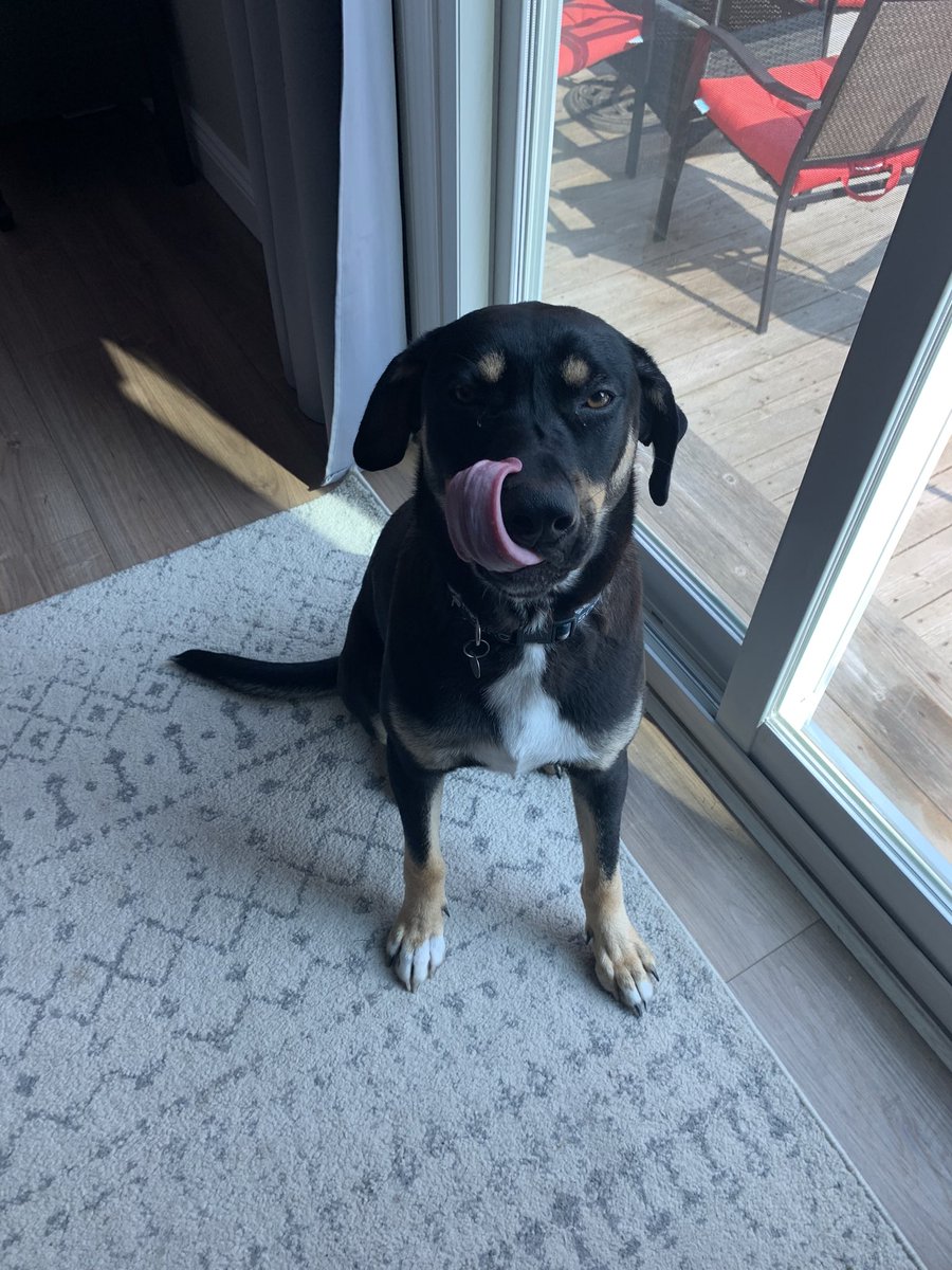 mread519's tweet photo. @Avalanche Bronco wants to know https://t.co/p12XZRR2KY