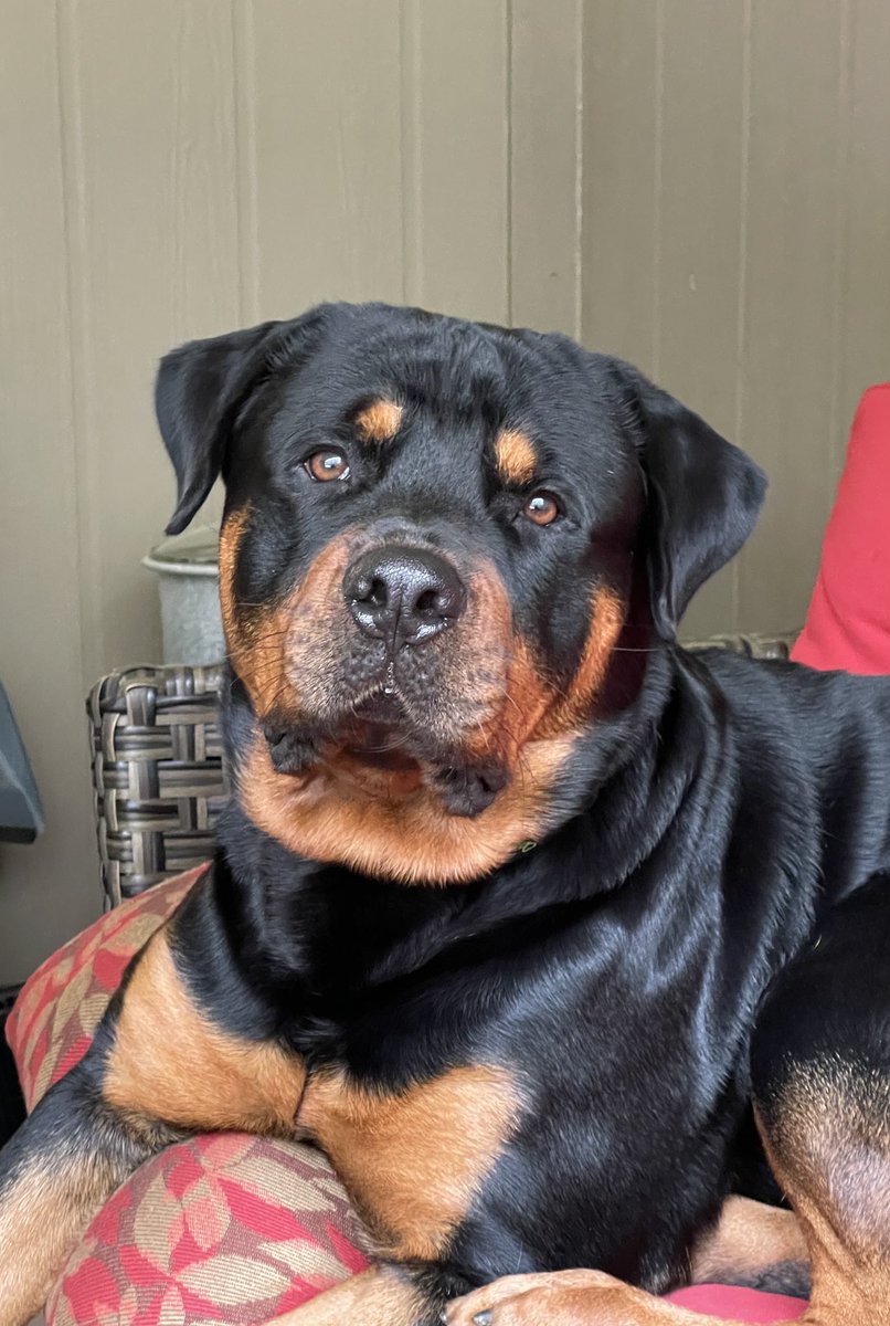 CoachSheffer's tweet image. #NationalDogDay