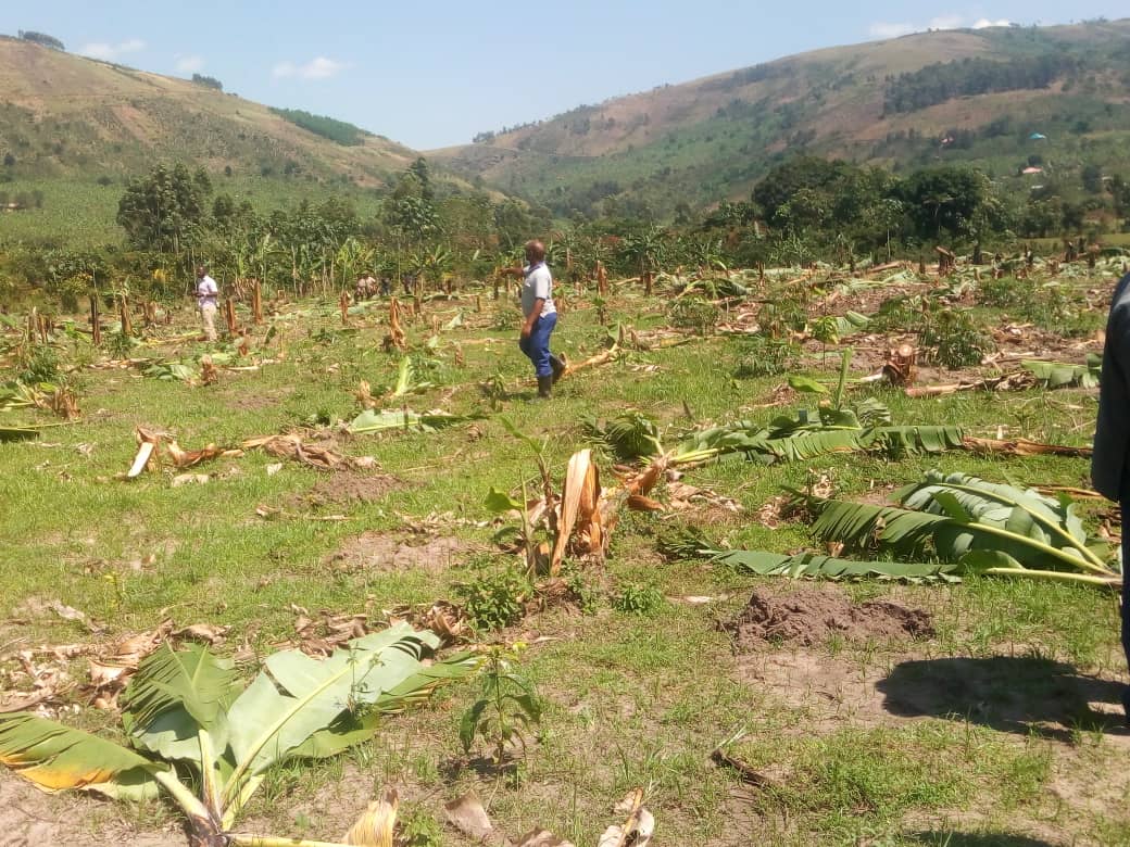 MillionTrees_Ug's tweet photo. Today, Jointly team from @min_waterUg @mtni_ug and Ibanda District dwellers lead by RDC, Mary Basingoka have chased #20trees pple illegally destroying swamps & forests. This follows people's voice raised high on Env'tal justice. Thank you @HonSamCheptoris @ceo_mtni_ug @NFAUG https://t.co/Dtx8LOKAU4