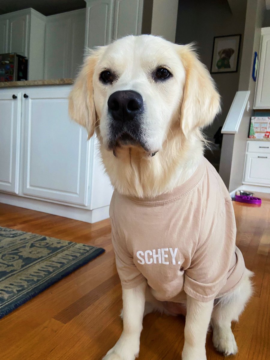 ScheySales's tweet image. Happy National Dog Day from the Schey🐶 Noodles is here to remind you that the Schey applications close September 7th!🐾 #NationalDogDay #schey #Ohio