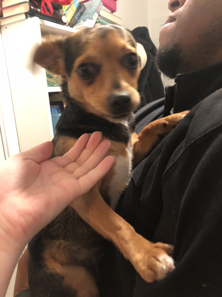 lucyybroughton's tweet photo. Has anyone in #stevenage lost a dog? She’s very friendly. Was running around on Cuttys Lane / Fred Millard Court. We will take her to vet to check for a chip in the morning. https://t.co/4Vus9wcu4p