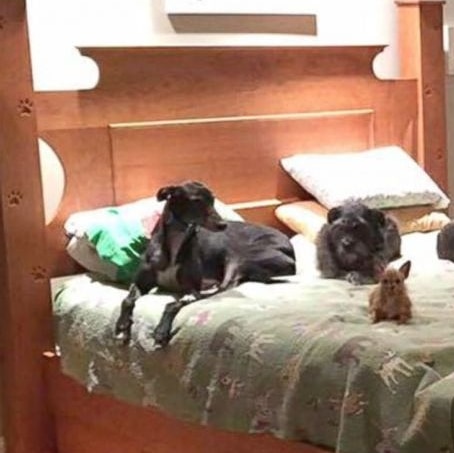 lounging around on #InternationalDogDay