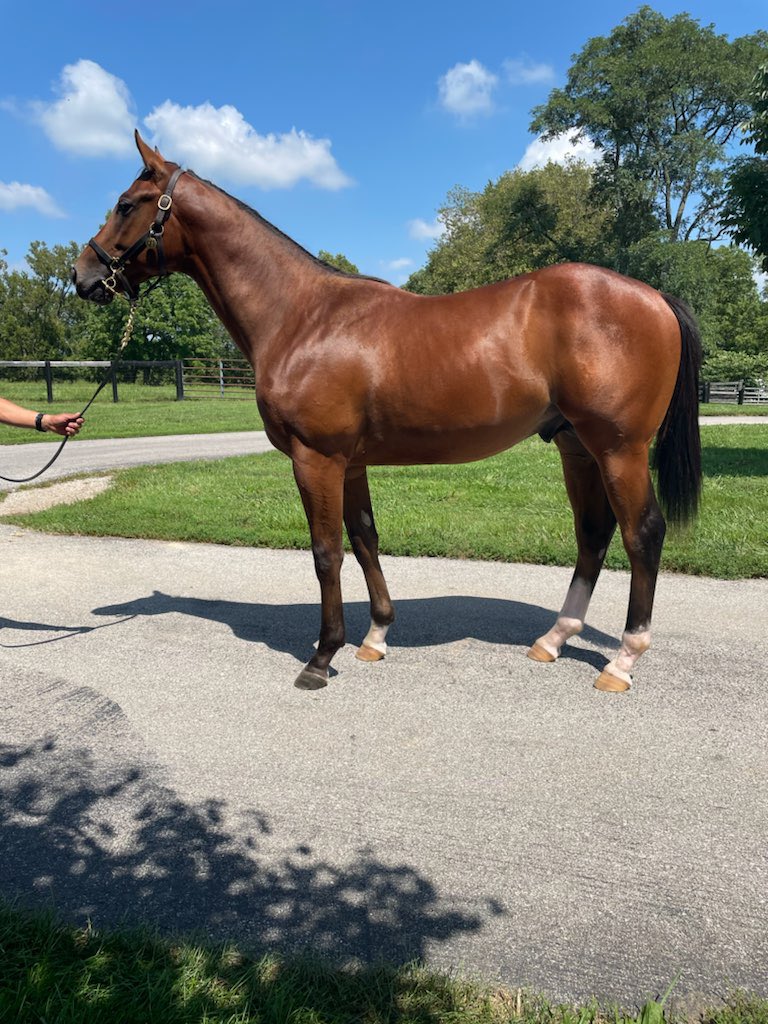 Prince of Truth, last foal and only son of the late La Verdad, is growing up to look as powerful as his mama. 🙏🏼🐎🤞🏼#ladysheilastable #laverdad #pronceoftruth