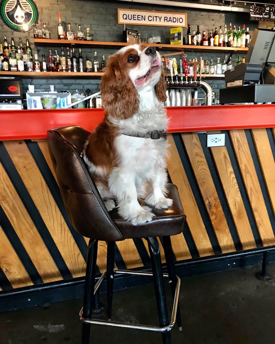 qcrbar's tweet photo. Resident pup Pleakley here to wish everyone a happy #nationaldogday! Grab your four-legged friend and head on over for Yappy... I mean Happy Hour, today 4-7 out on our patio. Don’t worry, we’ve got plenty of treats on hand for all your good boys and girls. Happy drinking! https://t.co/022YhaqZKe