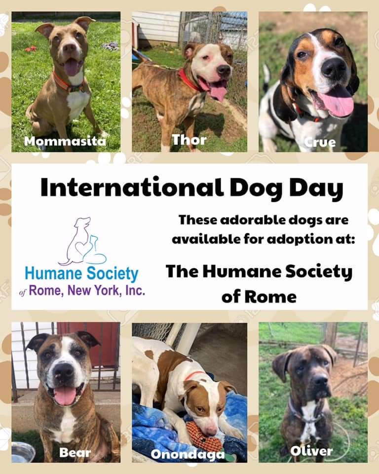 Humane Society Rome (@HumaneSocRome) / Twitter Humane Society Rome (@HumaneSocRome) / Twitter