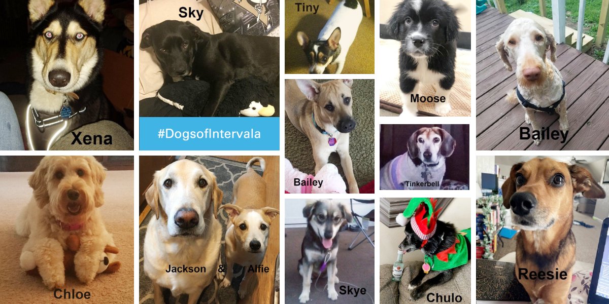 intervalaLLC's tweet photo. Happy #NationalDogDay to our best friends! If you’re thinking of adopting or fostering, or have the ability to donate or volunteer, please check out our neighbor @_ABFrescue, a humane animal rescue in #WestmorelandCountyPA. #dogs #BecauseDogs #DogDaysofSummer #DogsofIntervala https://t.co/sRd2Yw9k4e