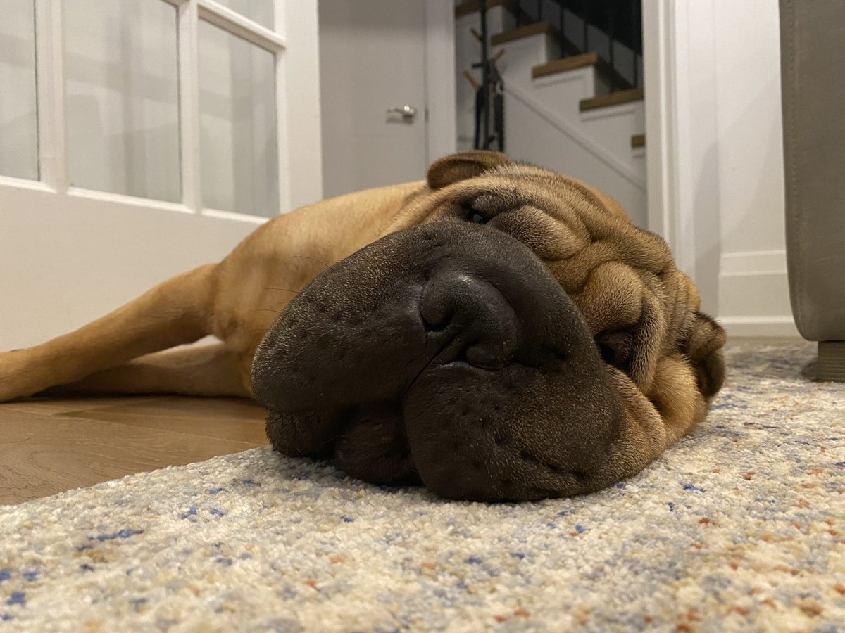 bsnchan_'s tweet photo. I heard it's national doggo day 😁 https://t.co/eSHlS1Os5t