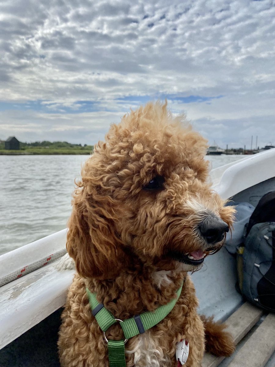 ClareParsons_'s tweet photo. Happy #InternationalDogDay , I give you ….Teddy 🐩
Teddy arrived on 28th Feb, a week or so before lockdown. He was going to be our #Lansons office dog.
Instead, he’s at home on a beach, chasing foam + seagulls , eating bits of discovered crab +seaweed. https://t.co/xnss31b3WR