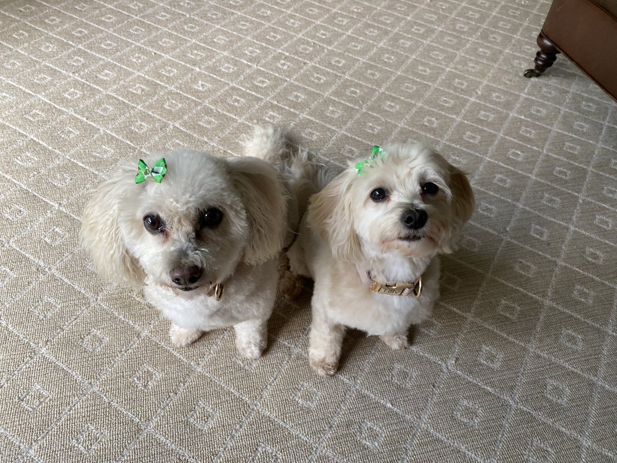 Happy #NationalDogDay! I don’t know where I’d be without my furry babies.