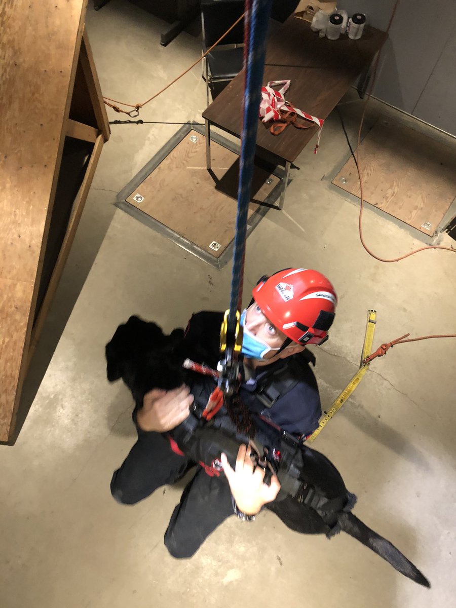 CANTF2's tweet photo. Happy #InternationalDogDay to our canines, their handlers, and to their working dog colleagues around the world. #NationalDogDay #dogsoftwitter #dogswithjobs https://t.co/FexNqXADmE