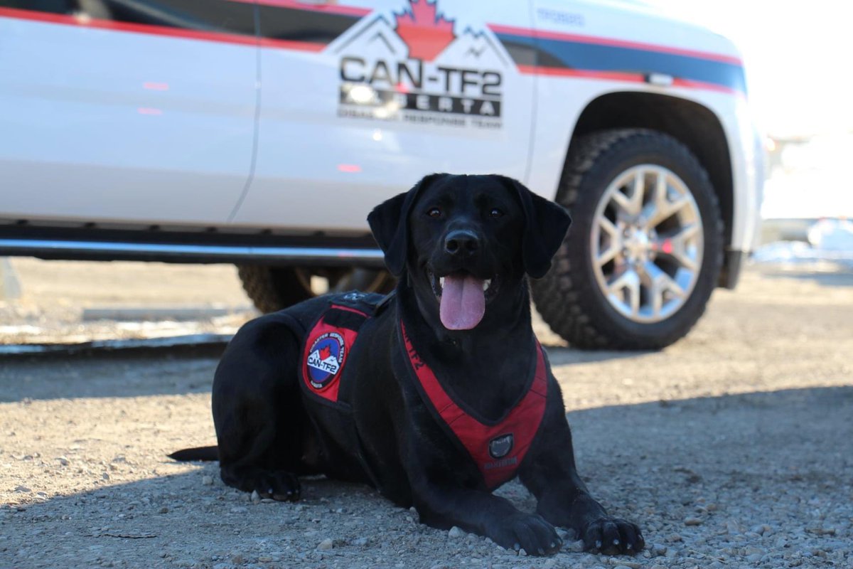 Happy #InternationalDogDay to our canines, their handlers, and to their working dog colleagues around the world. #NationalDogDay #dogsoftwitter #dogswithjobs