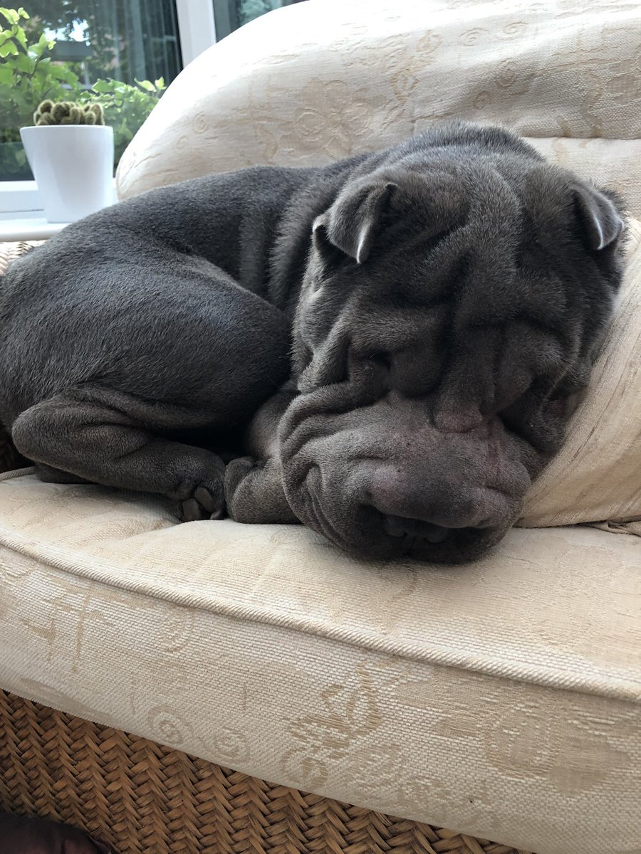 Happy National Dog day! It’s a dog life 😴😴😴