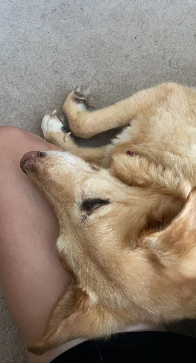 missin my sweet girl a little more today #NationalDogDay