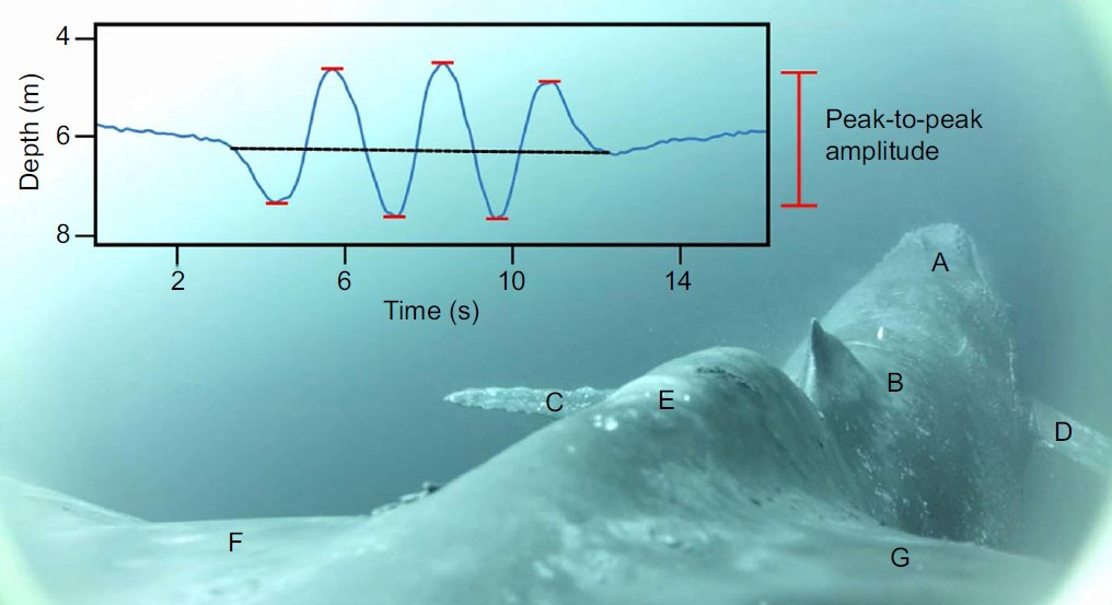 GrumpyHumpback's tweet image. Humpback whales are tremendously flexible underwater, here is some footage taken from the tail of a whale. 
journals.biologists.com/jeb/article/22…