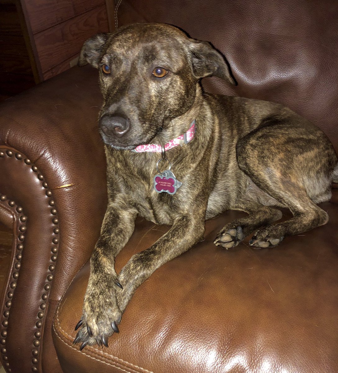 bkontheair's tweet photo. #NationalDogDay 🐾💚🐾💚 Pippa is a happy #furbaby #plotthoundmix https://t.co/S9FVFVVQrL