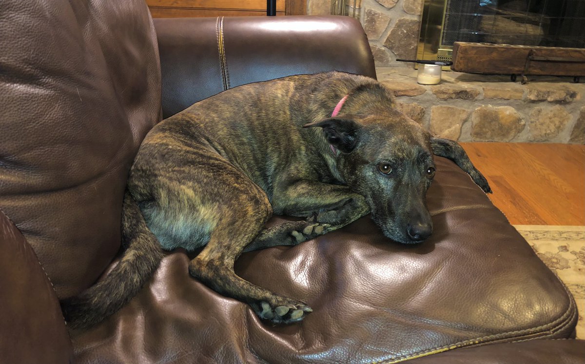 bkontheair's tweet photo. #NationalDogDay 🐾💚🐾💚 Pippa is a happy #furbaby #plotthoundmix https://t.co/S9FVFVVQrL