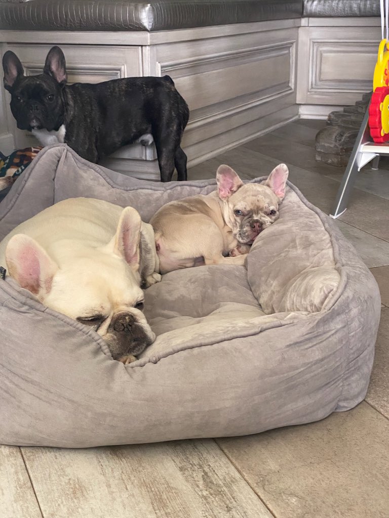mariolopezviva's tweet photo. If you have a dog in your life, you’ve found a true friend who will always stay with you…
#NationalDogDay #LopezDogs #Julio #Oscar #Salvador https://t.co/pjscplahJY