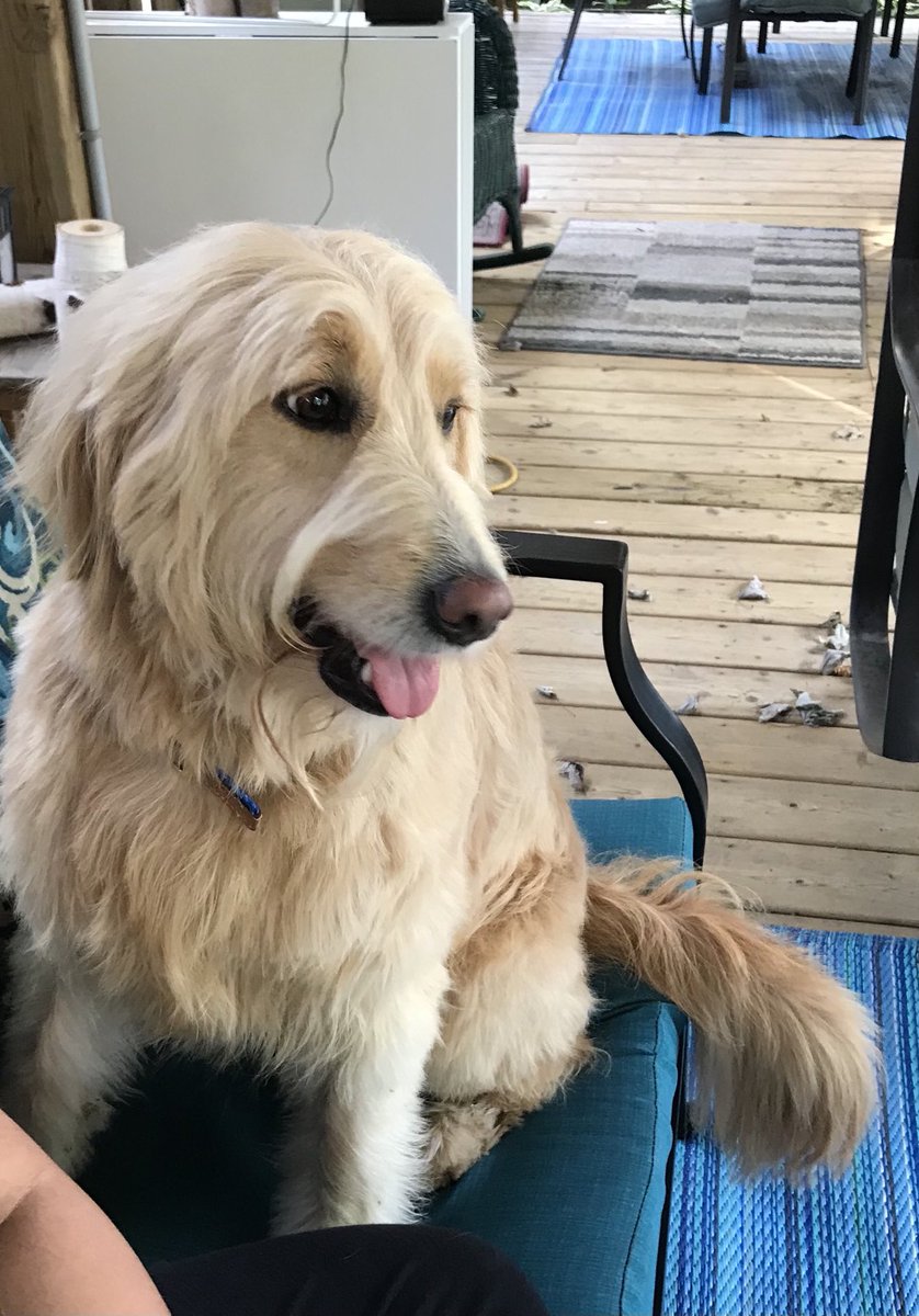 #Nationaldogday Jillian is the sweetest girl, great friend and loves anyone who is kind to her. I’m blessed to have her in my life.