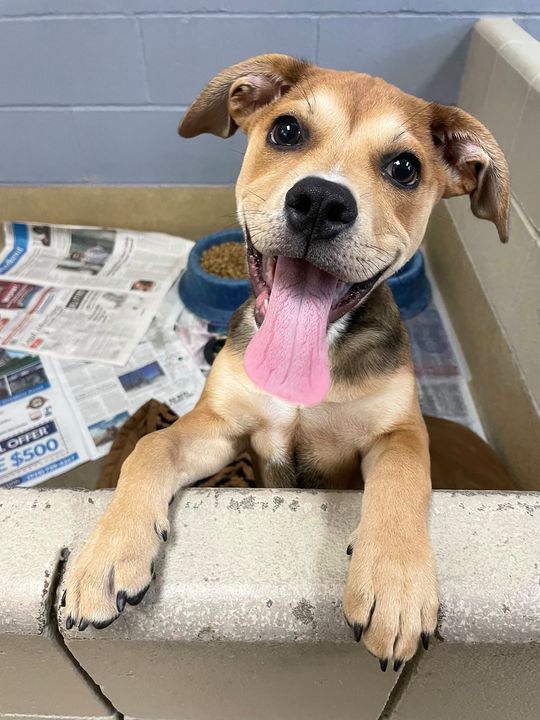 Daisy's here to wish you a very happy #NationalDogDay! Do you have a canine best friend that brightens your life? Tell us all about them and how you found each other! Be sure to share a picture so we can see those happy faces 🥰 #rescuedogsrock #spcawake #adoptashelterpet