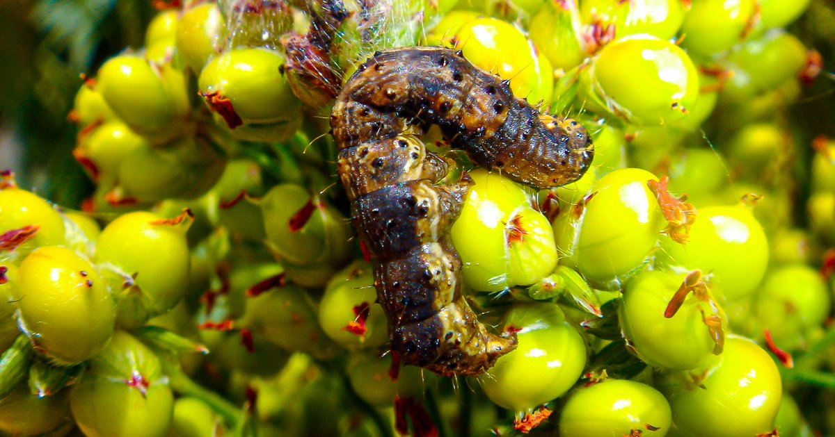 AgBiTechUSA's tweet image. Unapologetically speaking...you're dead to me. #Pyrethroid resistant #headworms #milo.
Sugarcane Aphids, say hello to my little beneficial friends 🐞 #seeya