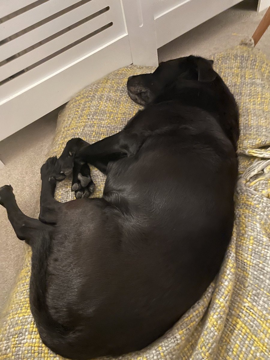 timmytravis's tweet photo. Betty is very excited about International Dog Day! https://t.co/zu8yB64Sas