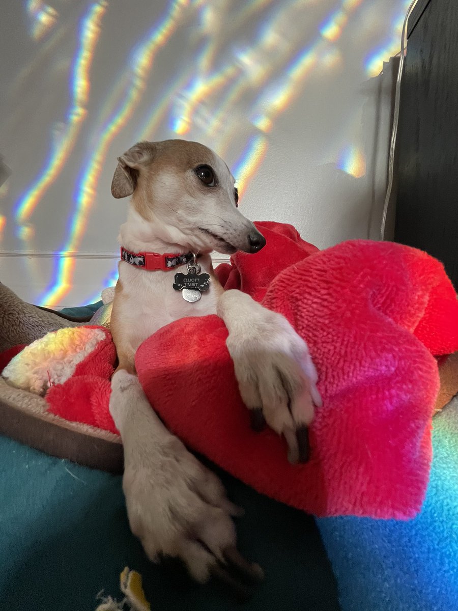 #NationalDogDay Elliott Timbit at your service <a href="/dog_rates/">WeRateDogs</a>