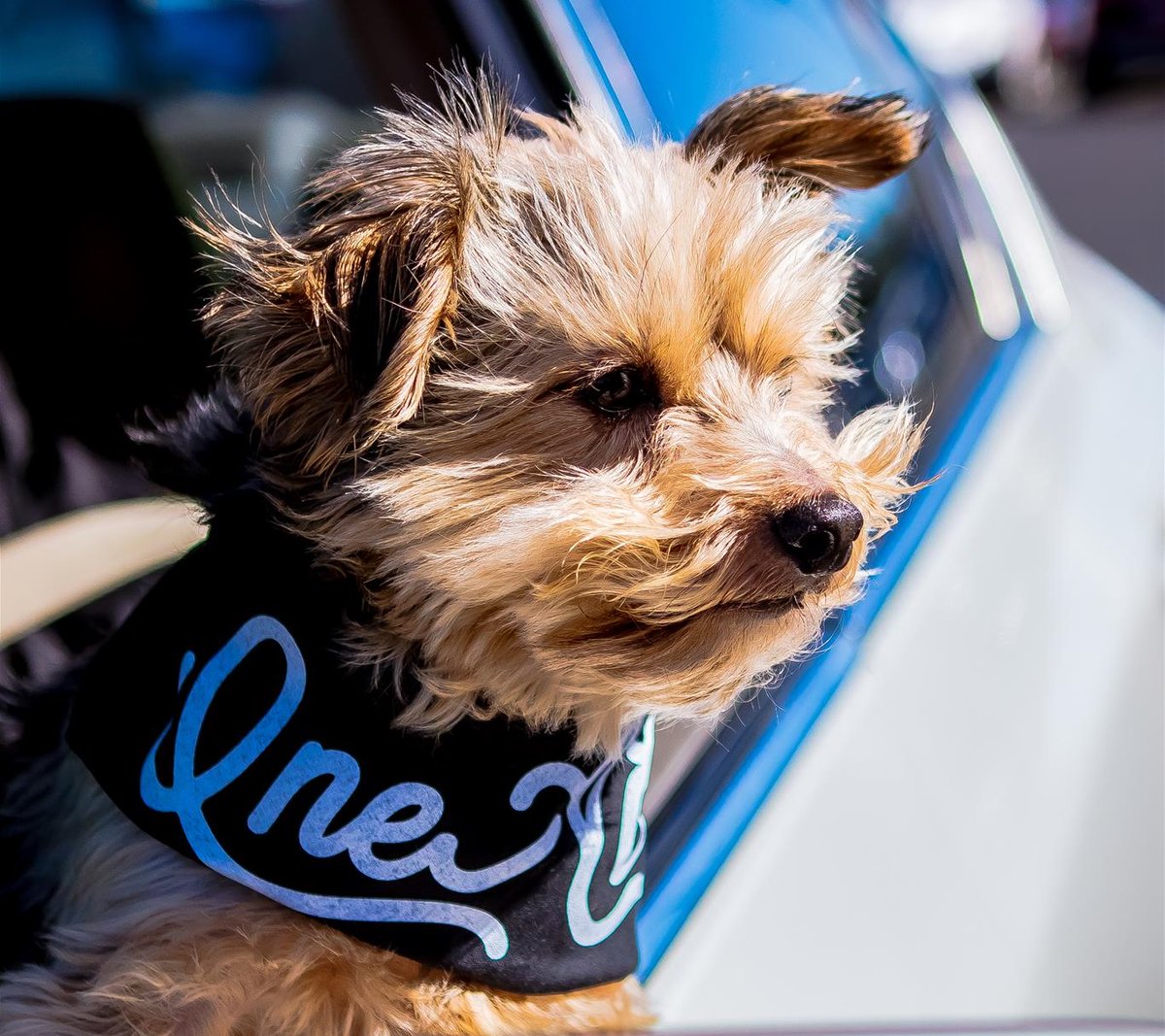 advisorsexcel's tweet photo. Happy National Dog Day from some of our AE pups๐ถ๐#OneAE #nationaldogday2021 https://t.co/oLBj1C0JHu