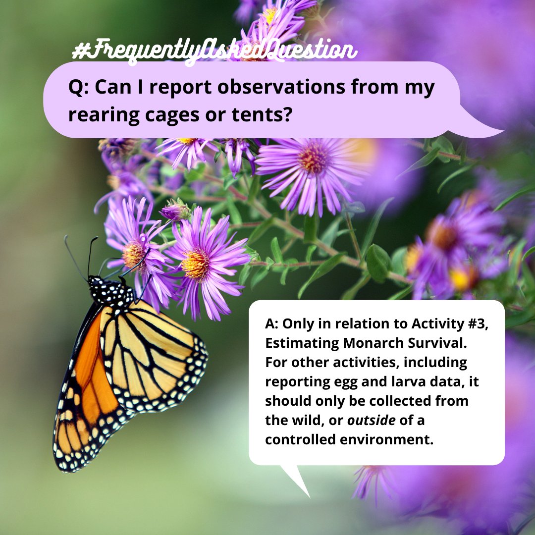 Monarch Larva Monitoring Project tweet media