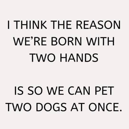 “If you don’t own a dog, at least one, there is not necessarily anything wrong with you, but there may be something wrong with your life.” – Roger A. Caras

Happy international dog’s day 🐶❤️

#donttrustpeoplewhodontlikedogs