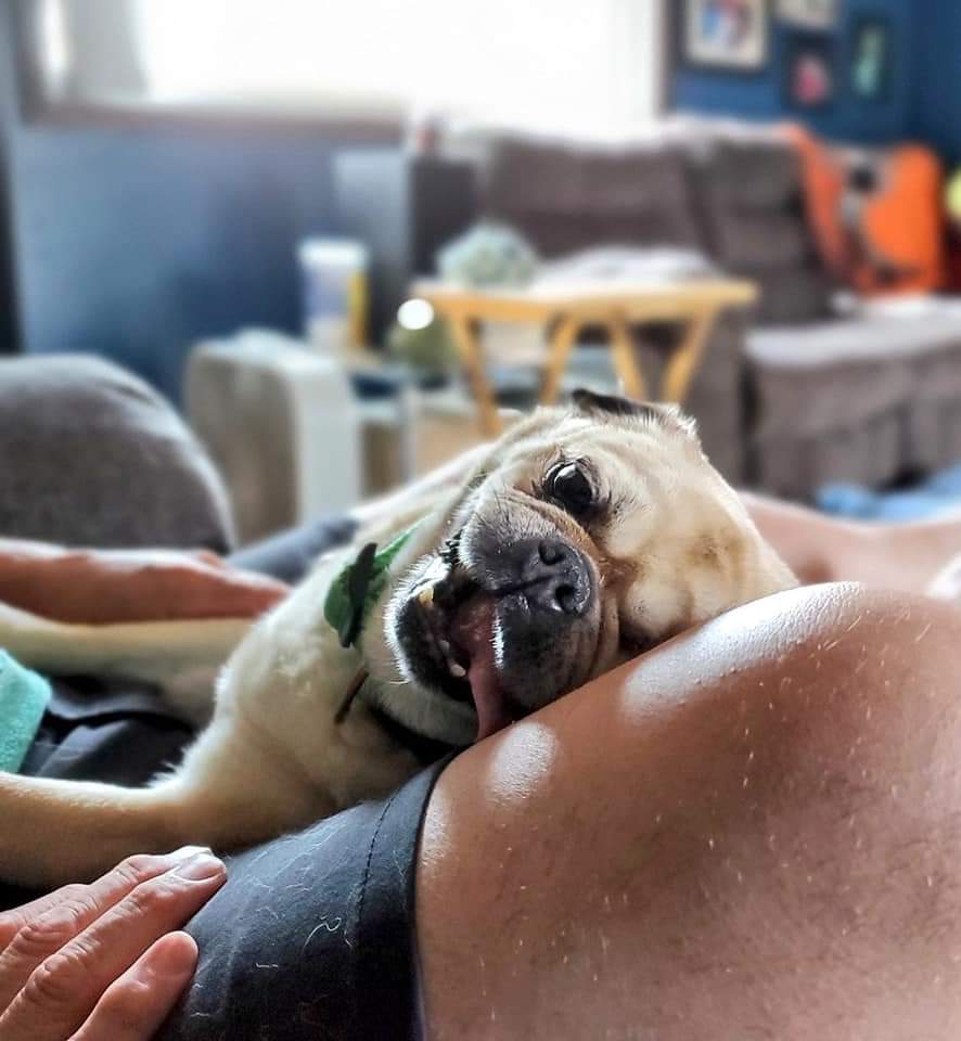 Jokerscuckoo's tweet photo. Happy #NationalDogDay to this cool ass dude! He's  brought nothing but happiness to my world.

❤ #OneEyedMac https://t.co/oWBrUg6kyR