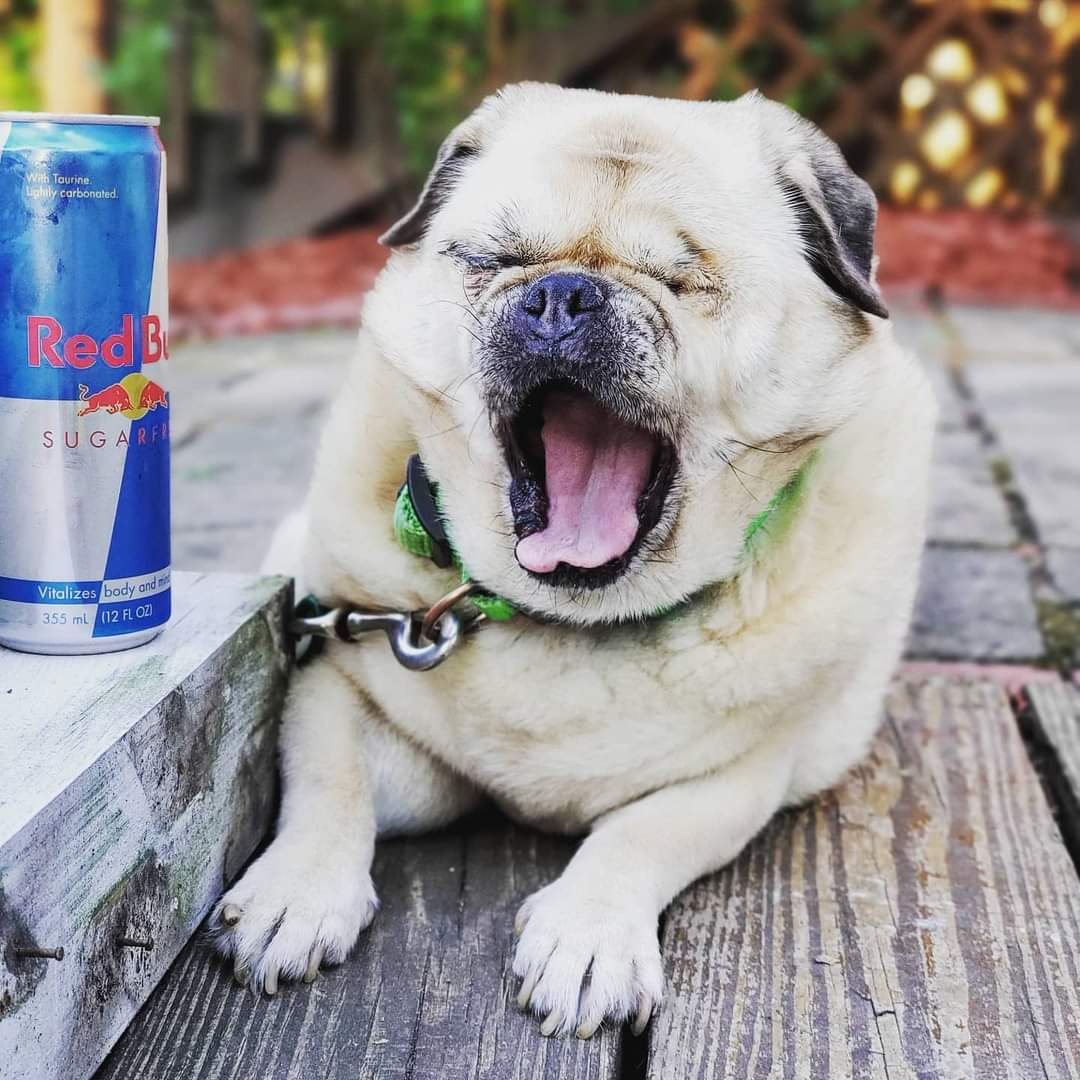 Jokerscuckoo's tweet photo. Happy #NationalDogDay to this cool ass dude! He's  brought nothing but happiness to my world.

❤ #OneEyedMac https://t.co/oWBrUg6kyR