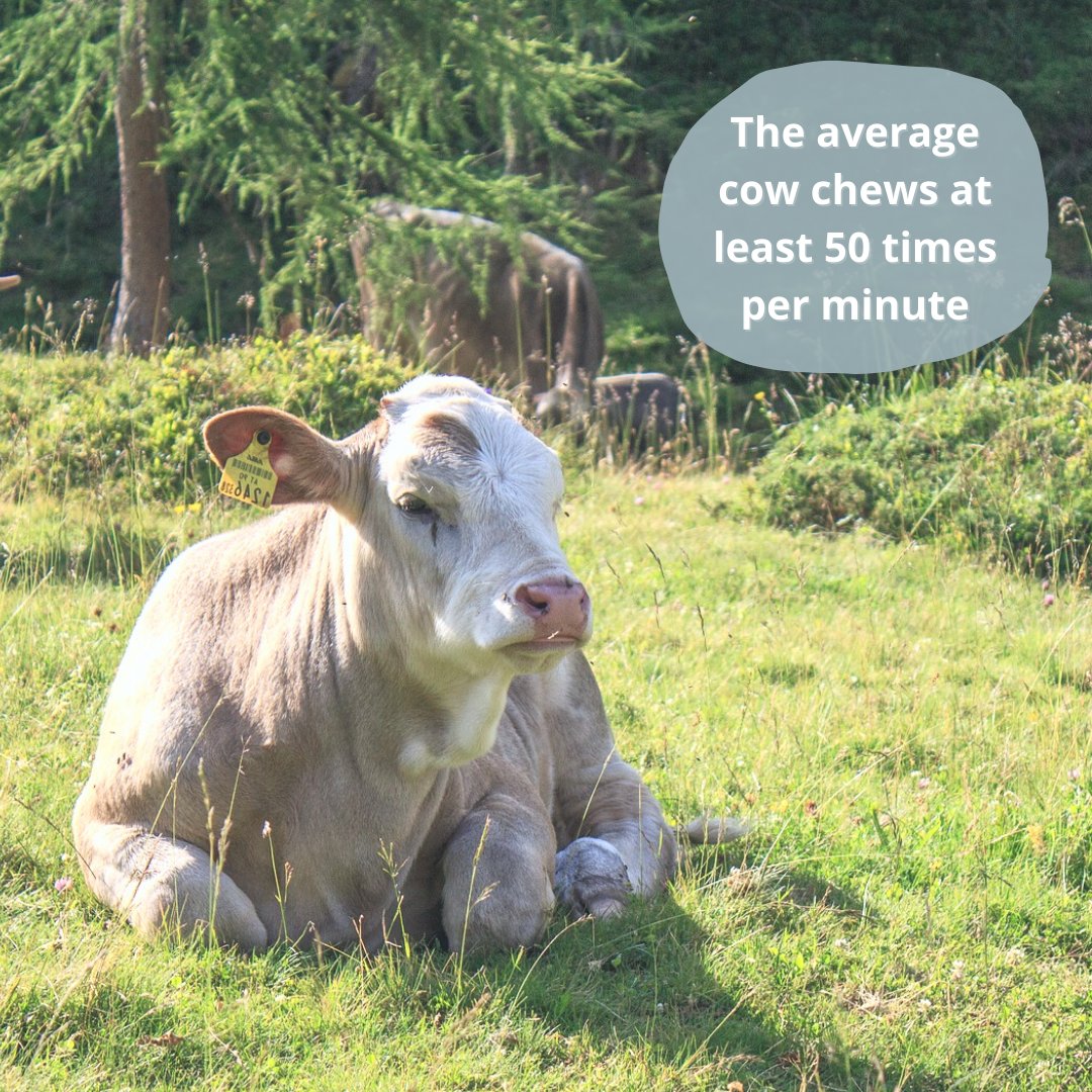 heal_thy_cow's tweet photo. The average dairy #cow chews at least 50 times per minute! It chews its cud, which is partially digested food that is returned to their mouth from their stomachs before going back and being fully digested. 

#agfact #dairyfarming https://t.co/vHfhUOXlhf