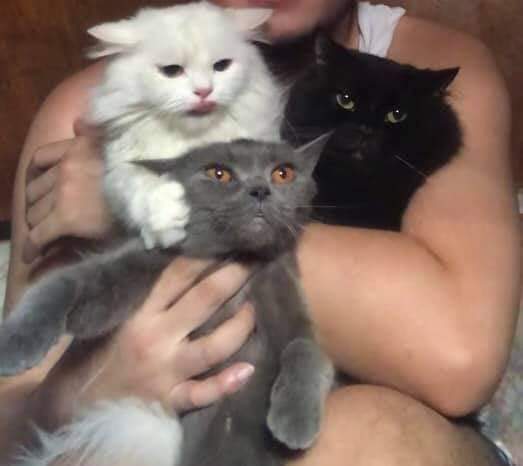 gatitos_qctd's tweet photo. La secuencia perfecta no exis... https://t.co/OibuLoFsCL