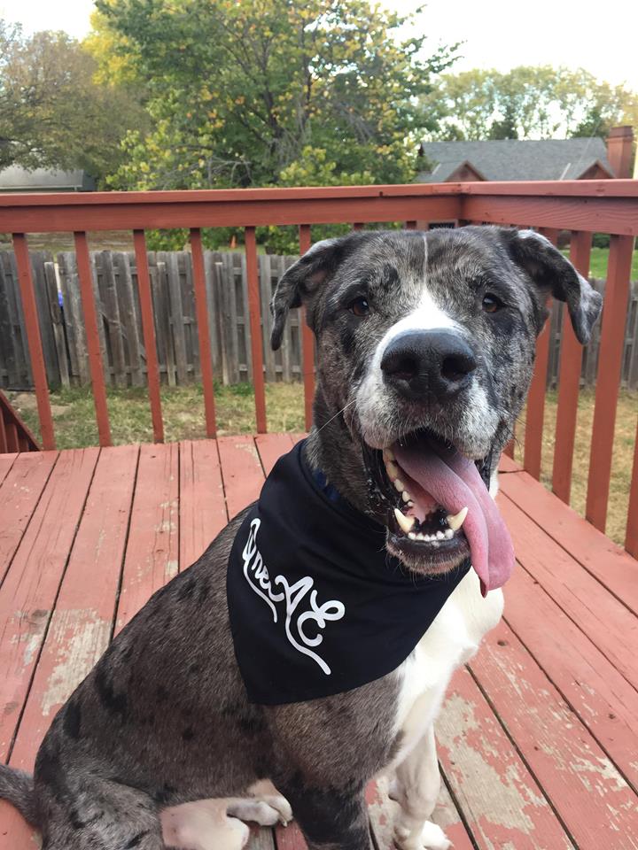 advisorsexcel's tweet photo. Happy National Dog Day from some of our AE pups๐ถ๐#OneAE #nationaldogday2021 https://t.co/oLBj1C0JHu