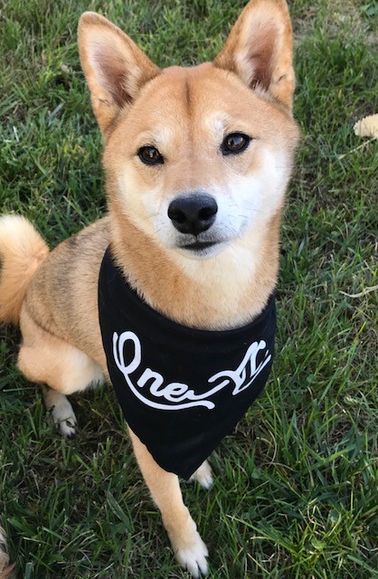 advisorsexcel's tweet photo. Happy National Dog Day from some of our AE pups๐ถ๐#OneAE #nationaldogday2021 https://t.co/oLBj1C0JHu