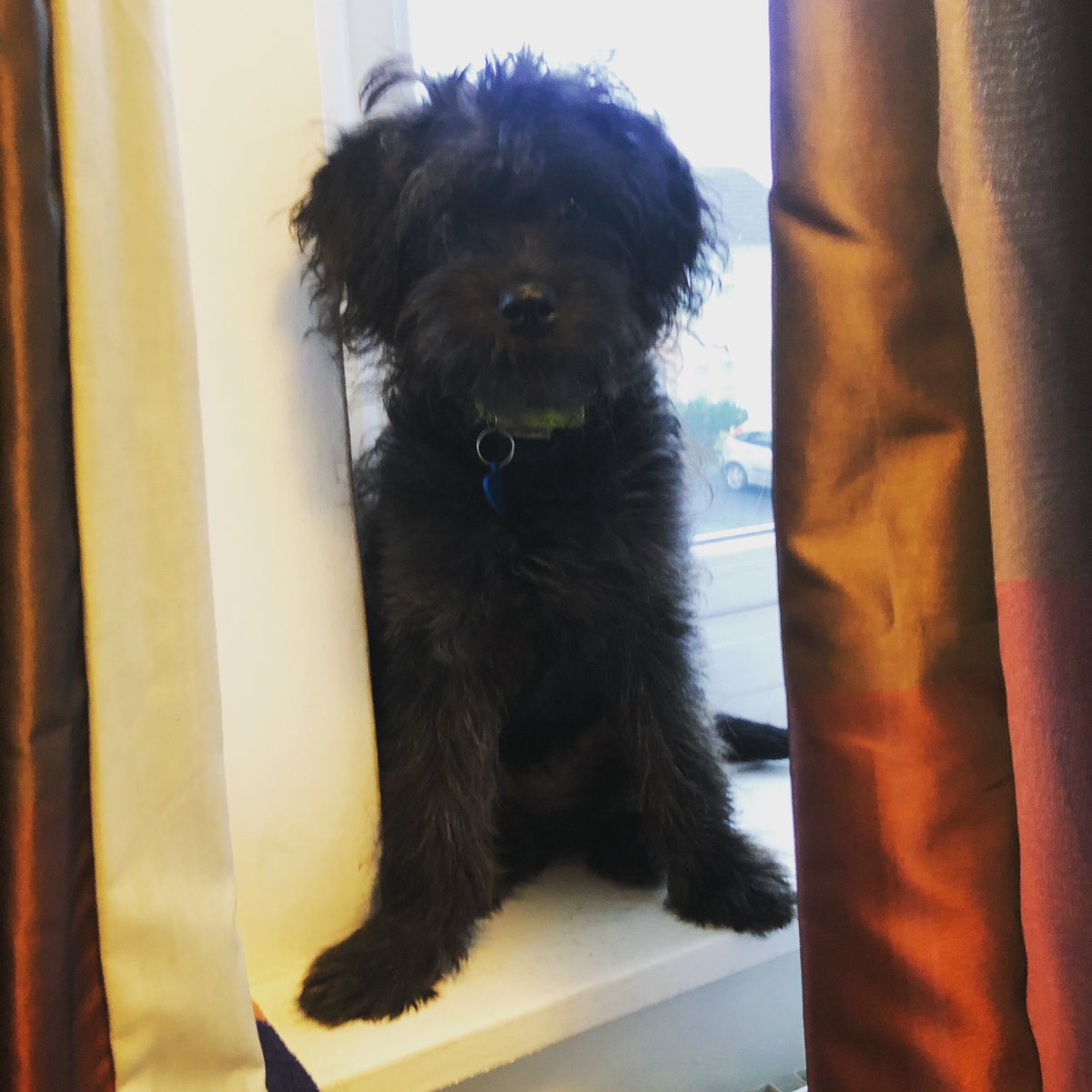 MedievalBecki's tweet photo. @dog_rates This is Bilbo as a tiny little terror - working as a shop dog ❤️ https://t.co/fKRvzNrGUm
