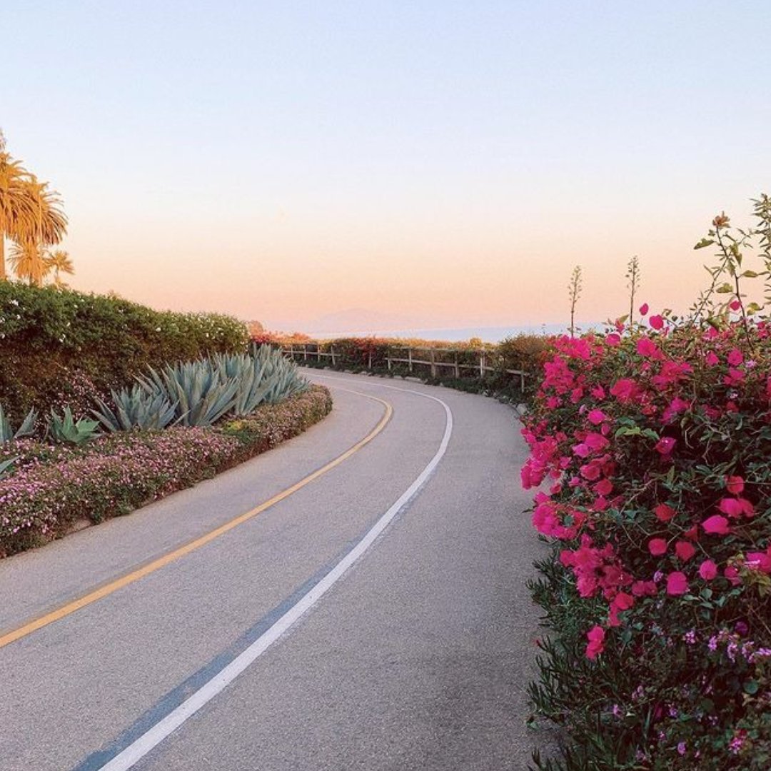 Jeanne805's tweet photo. Not your average bike lane. Let us lead you down the most perfect path. 🌺

📷: @taty__thompson #SeeSB
-
#SeeSB #SantaBarbara #California #VisitCalifornia #BeautifulDestinations #Paradise #Beauty #WestCoast #CentralCoast #VisitSB https://t.co/yxzPx2ZG4G