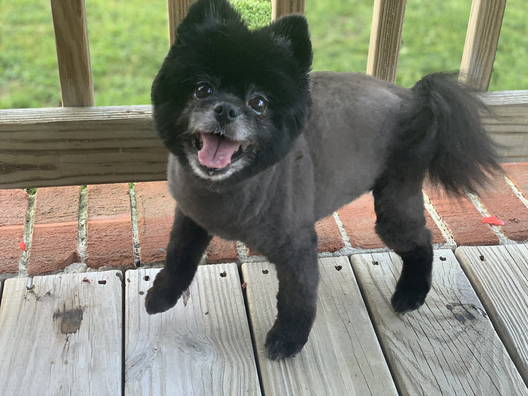 Black sales pomeranian haircuts