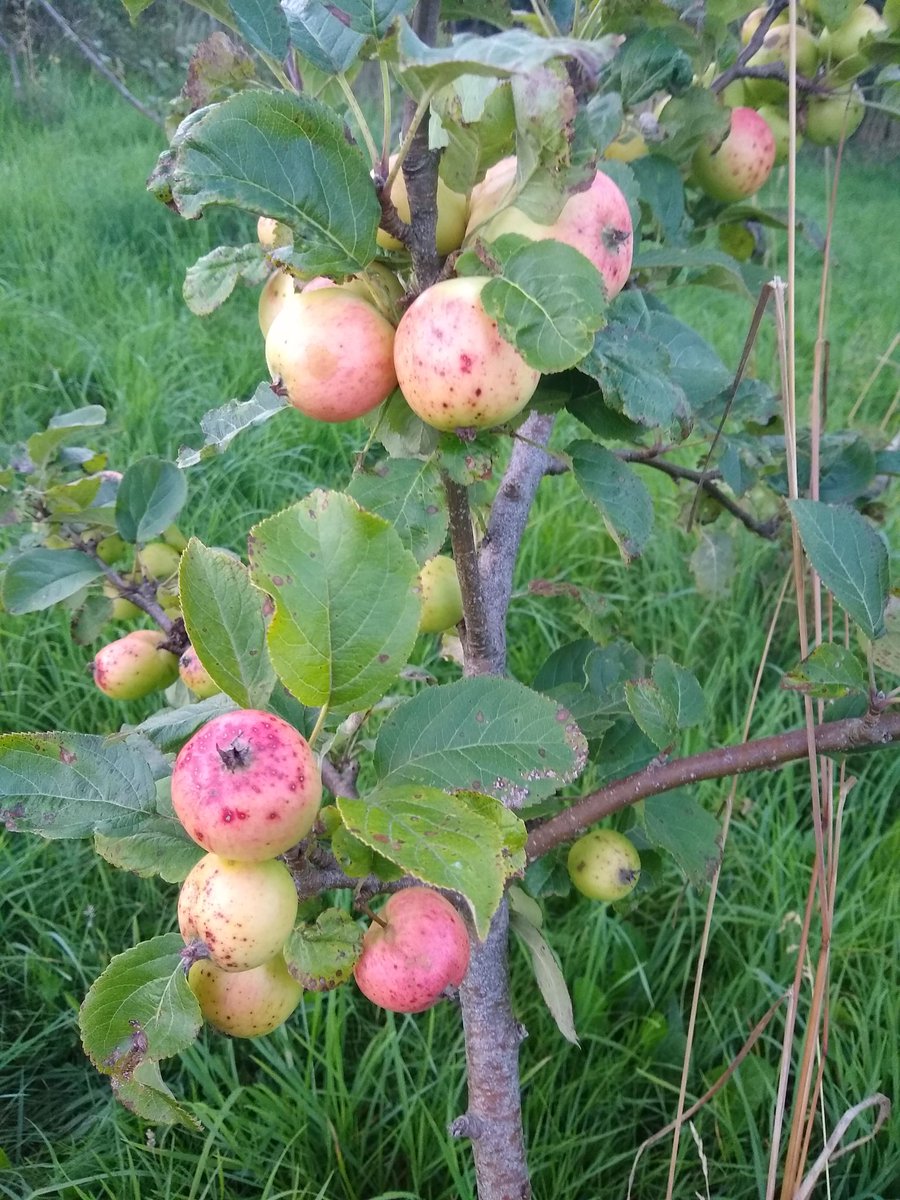 welsh_cider's tweet photo. Apple of the day today is
Beauty of Cornwall !
We're eating this now and it's beautifully sweet, honeyed and with a pleasing juicy acidity. https://t.co/lBGhVMQmrP