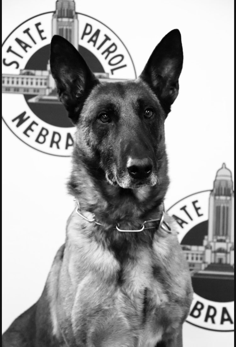 NSP Dog Division tweet media