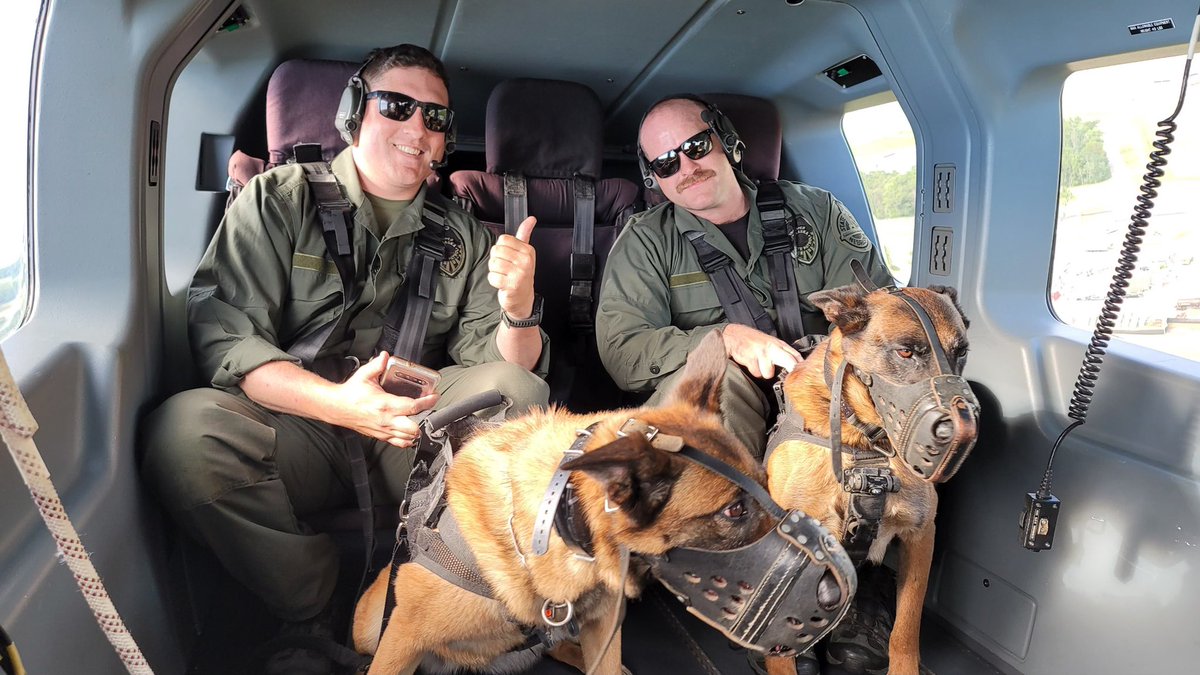 NSP Dog Division tweet media