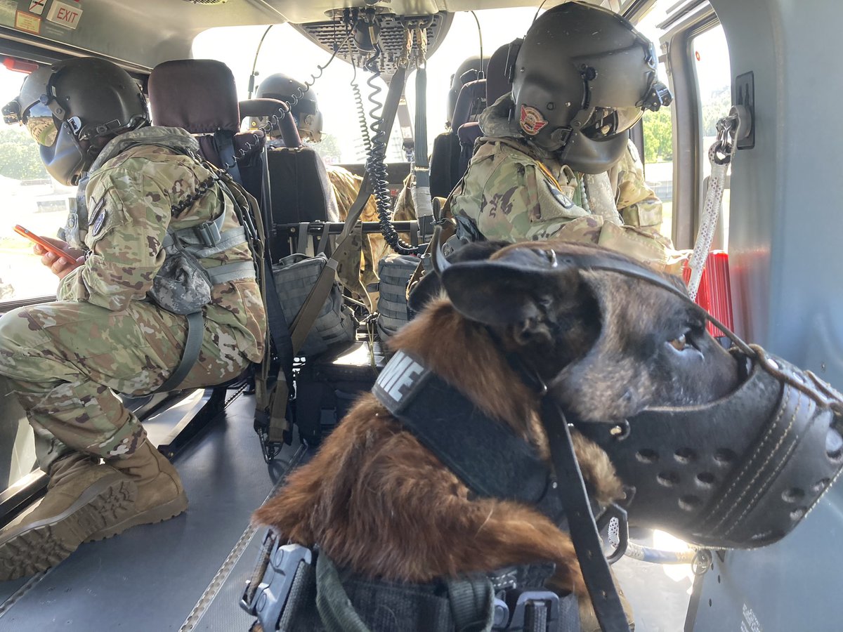 NSP Dog Division tweet media