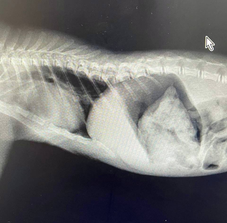 dr. mgz1995 tweet media