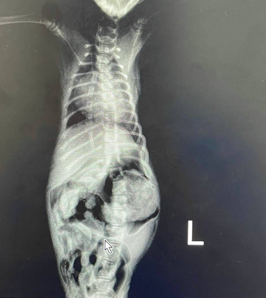 dr. mgz1995 tweet media