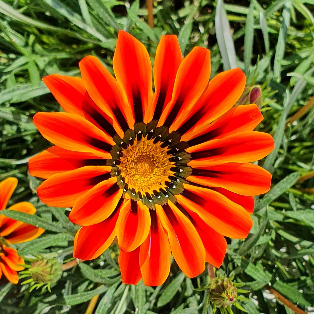 All the little faces have come out to play #flowerseason #capetown